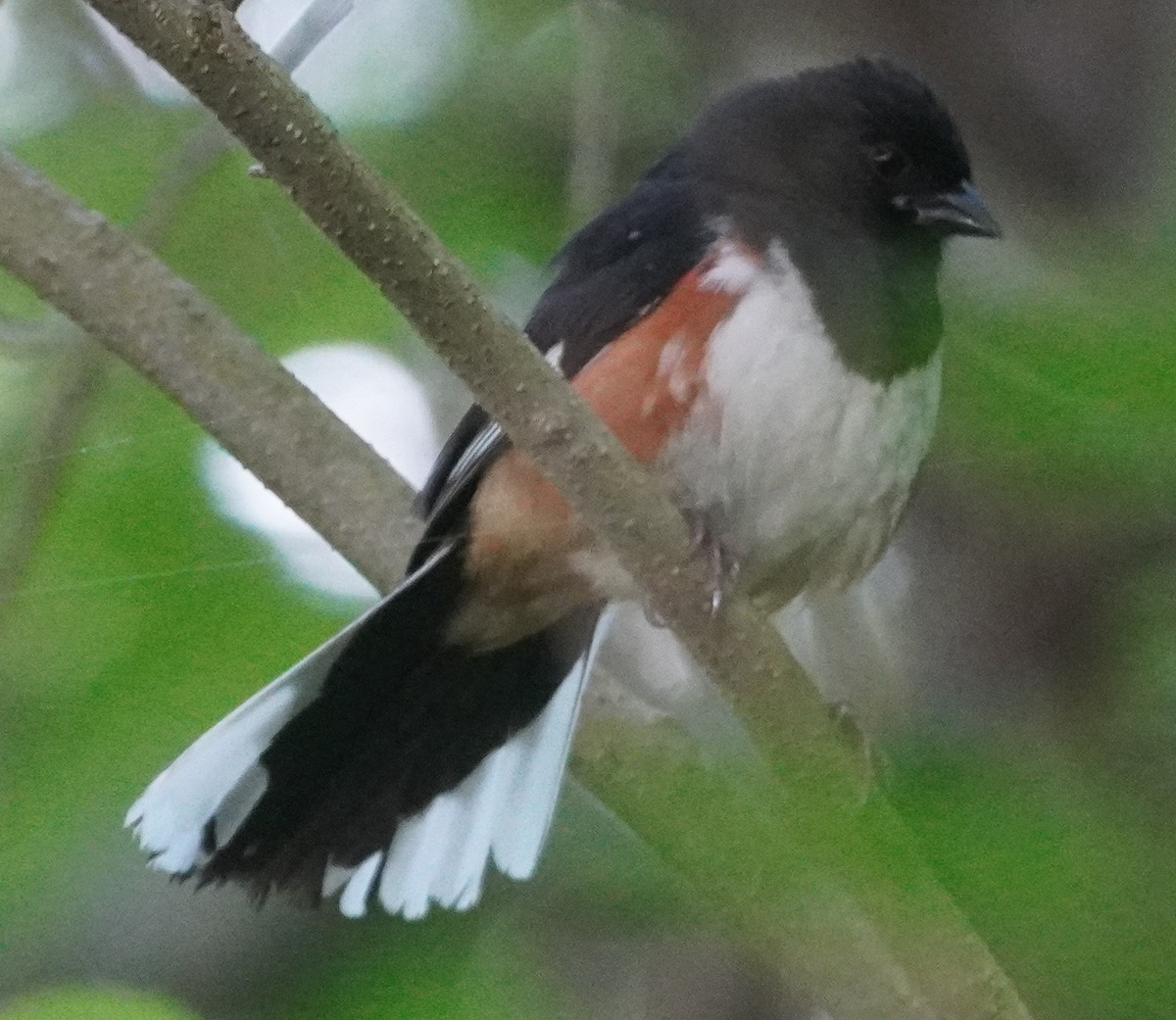 Eastern Towhee - ML619585984