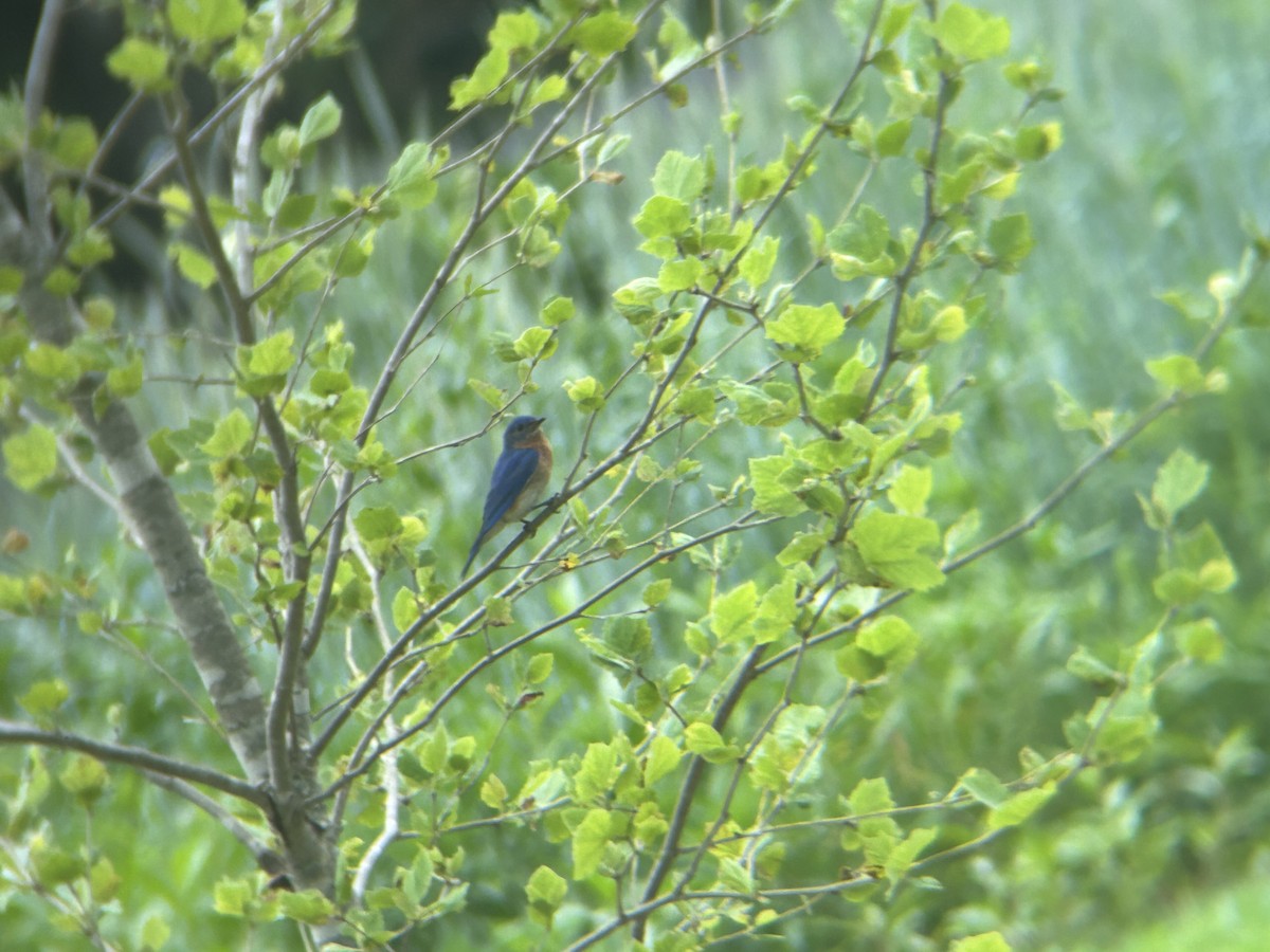 Eastern Bluebird - Mathew Sumner