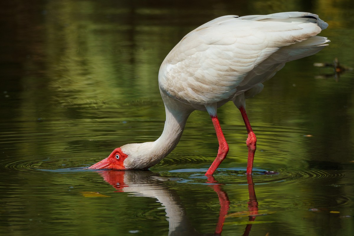 ibis bílý - ML619585986