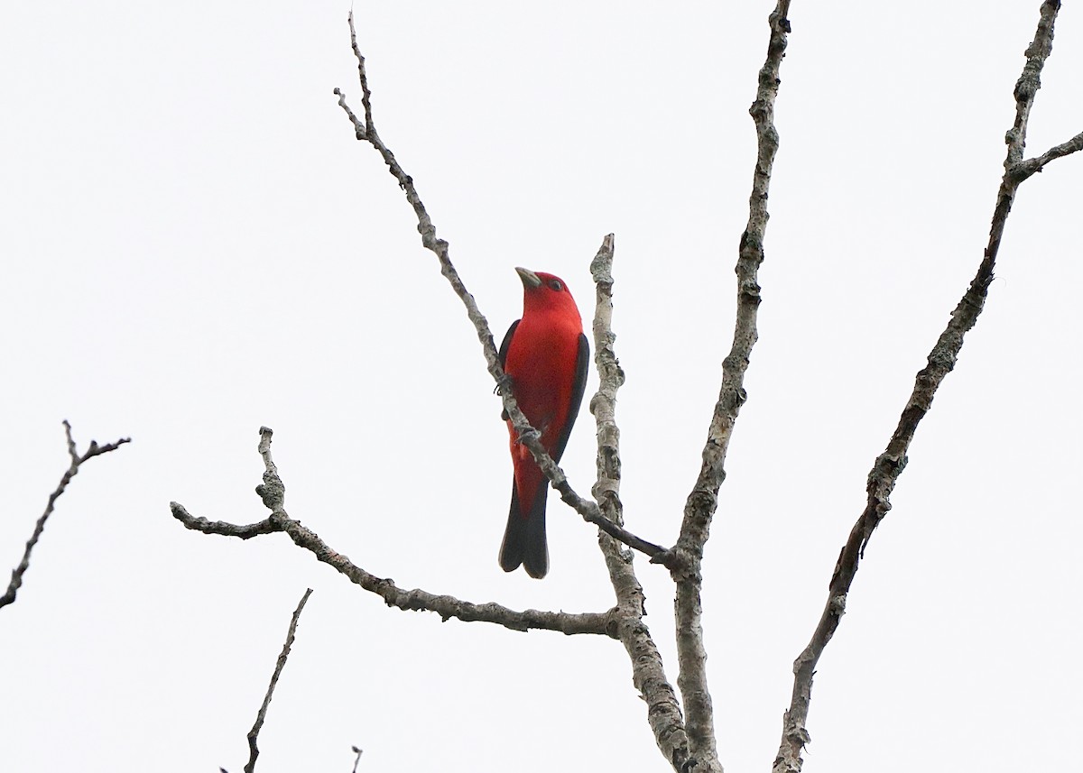 Scarlet Tanager - Stephen Taylor