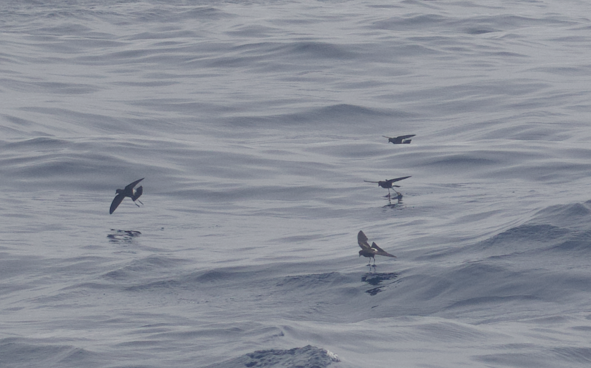 Wilson's Storm-Petrel - Andy McGeoch 🦆