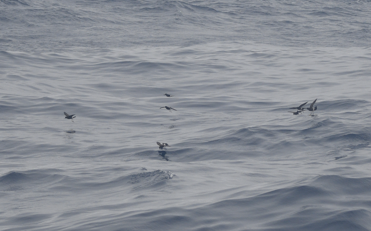 Wilson's Storm-Petrel - Andy McGeoch 🦆