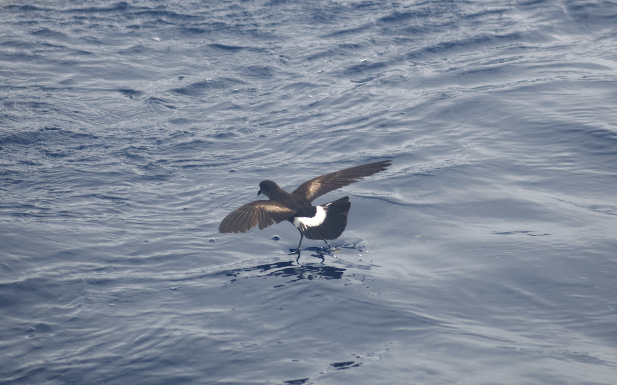 Wilson's Storm-Petrel - Andy McGeoch 🦆