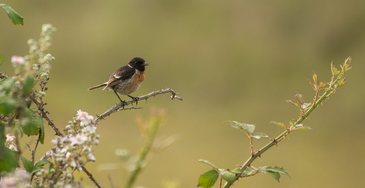 European Stonechat - Theo de Clermont