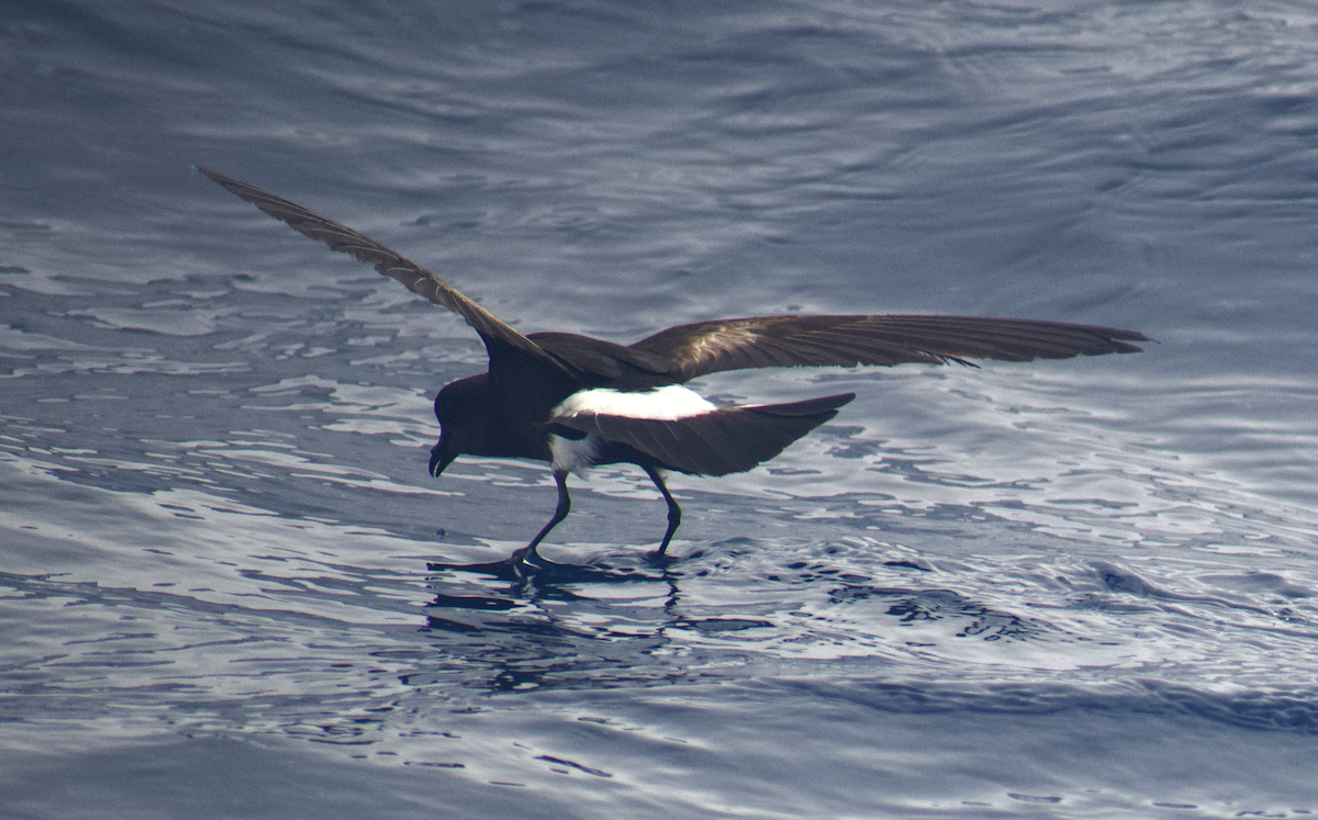 Wilson's Storm-Petrel - Andy McGeoch 🦆