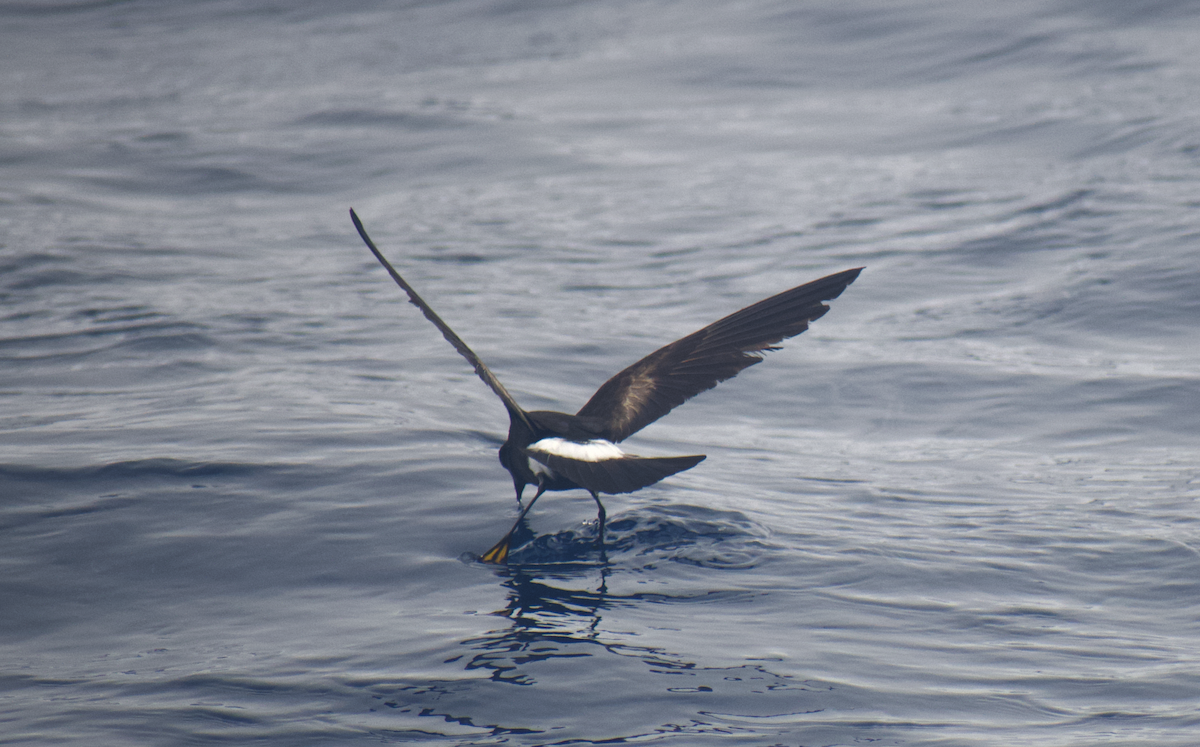 Wilson's Storm-Petrel - Andy McGeoch 🦆