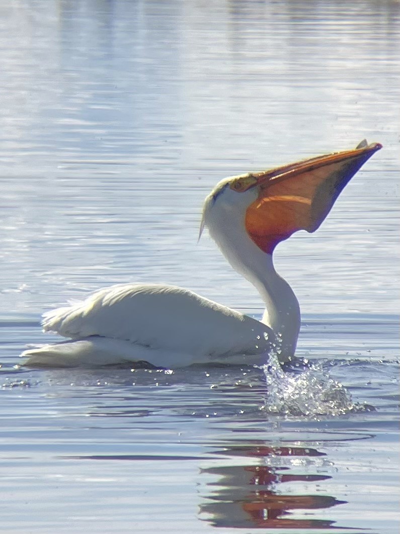 American White Pelican - Kelsey B