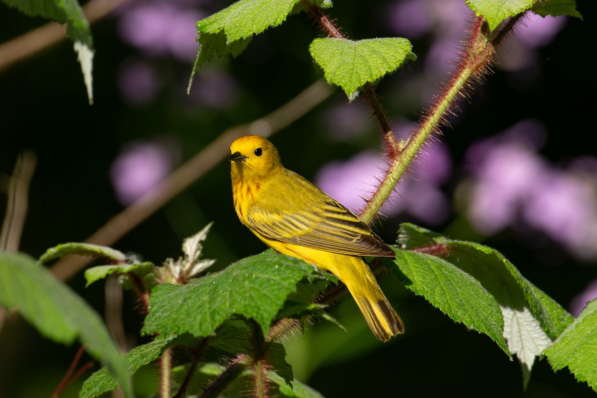 Yellow Warbler - Alton Spencer