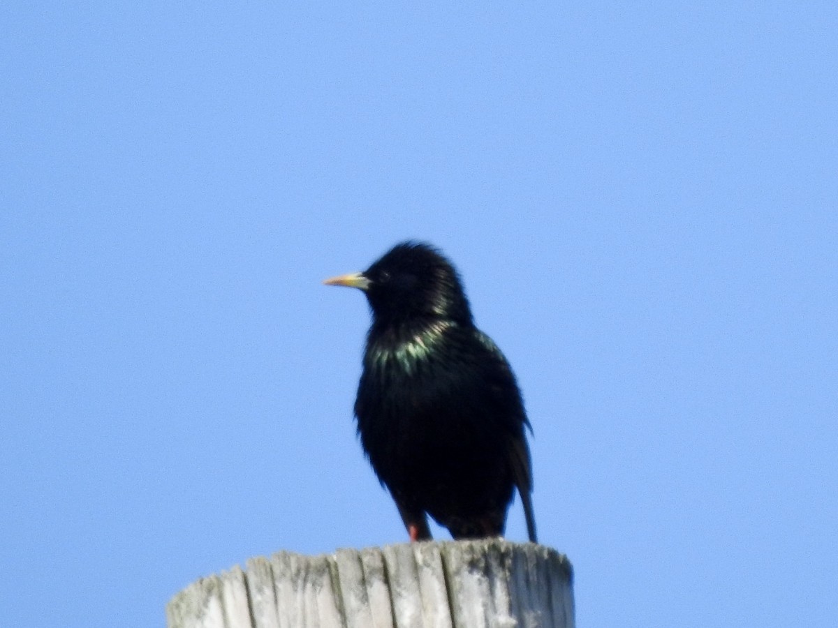 European Starling - Stewart Griggs