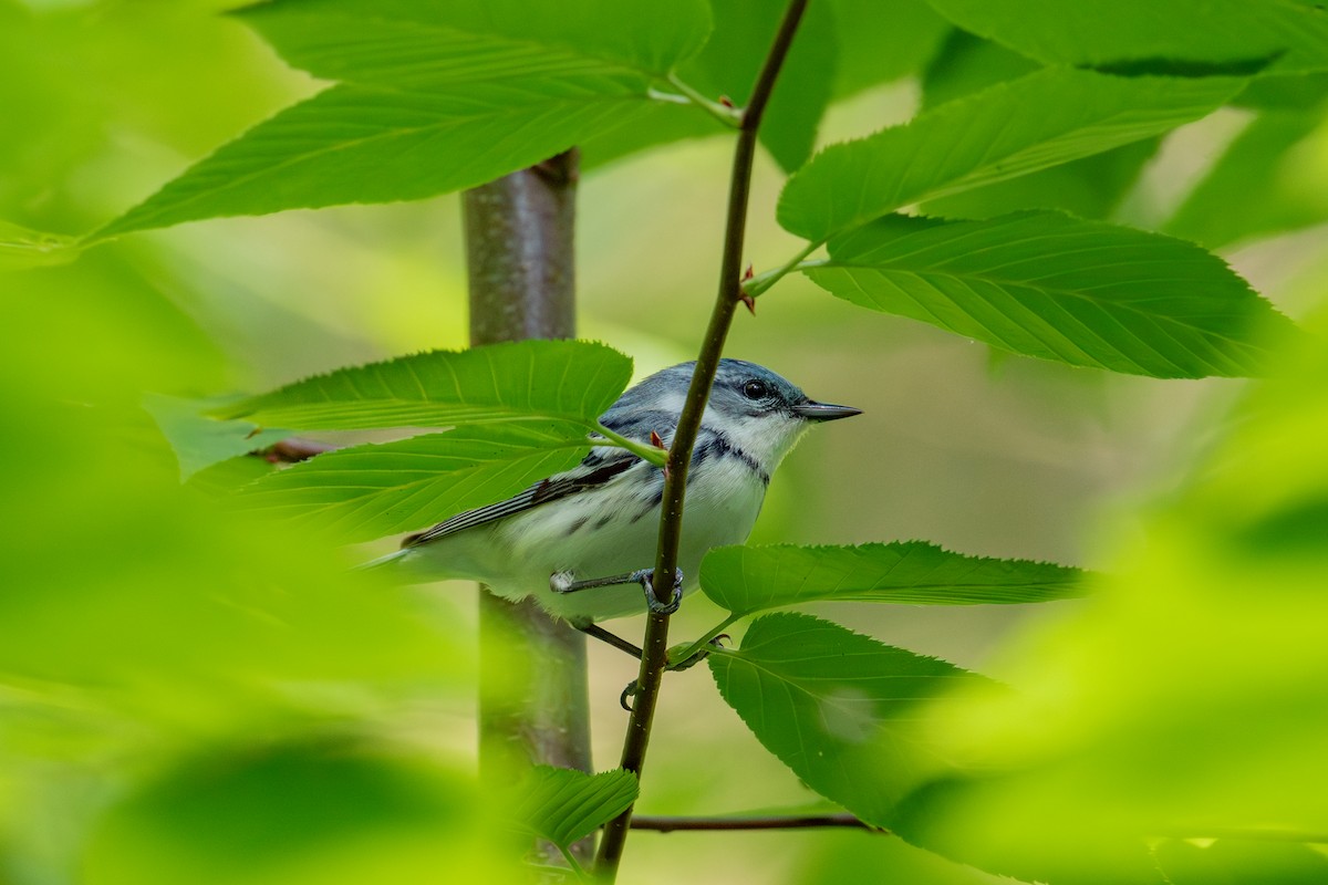 Cerulean Warbler - Alton Spencer