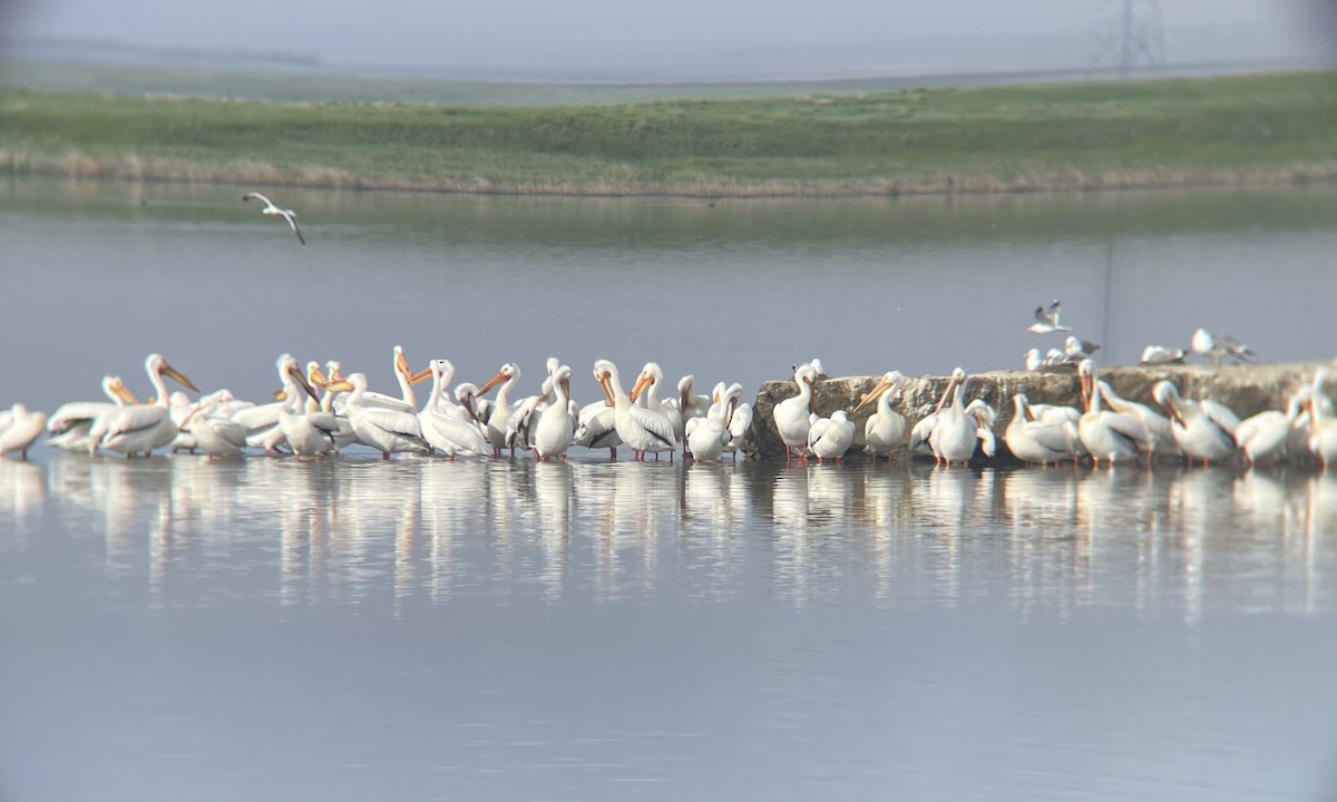 American White Pelican - Kelsey B