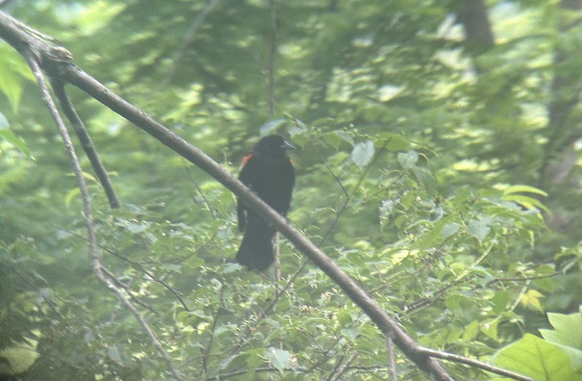 Red-winged Blackbird - Mathew Sumner