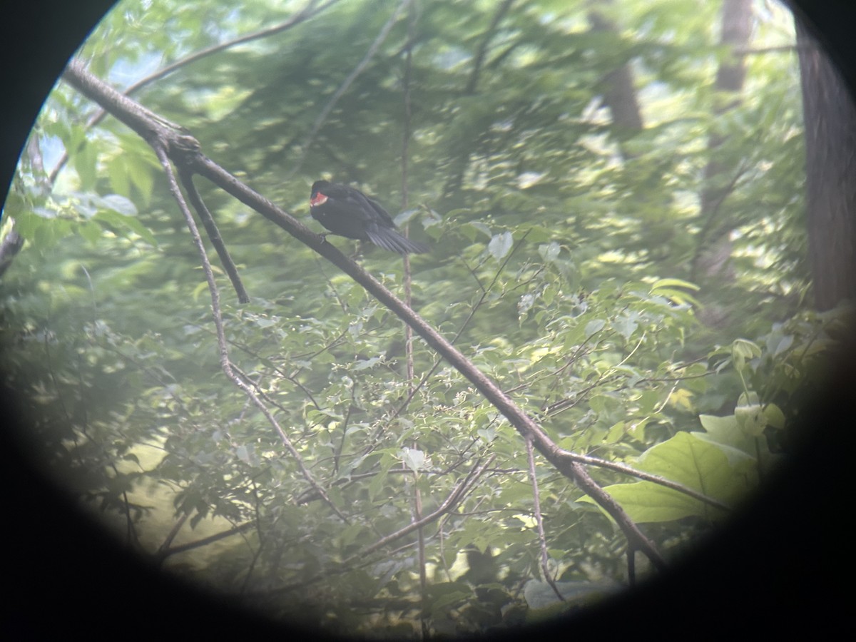 Red-winged Blackbird - Mathew Sumner