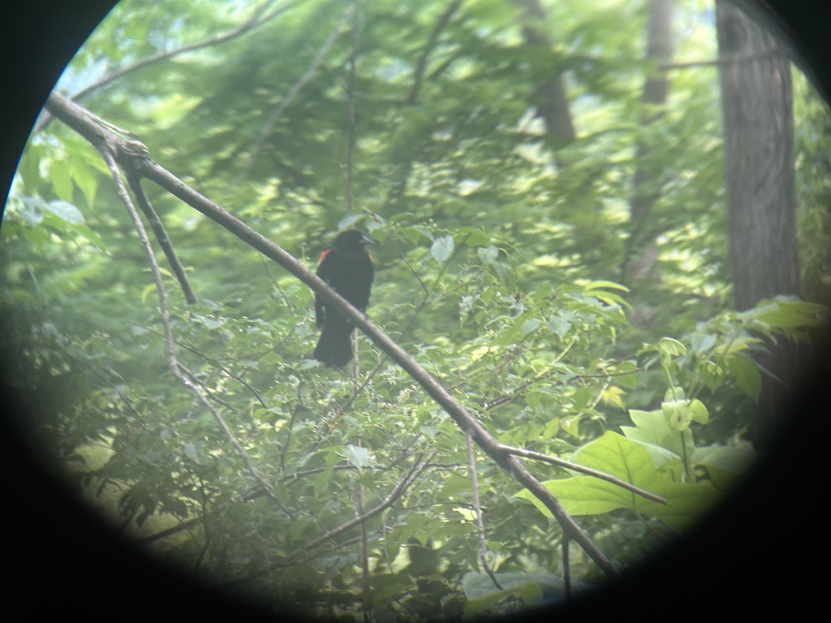 Red-winged Blackbird - Mathew Sumner