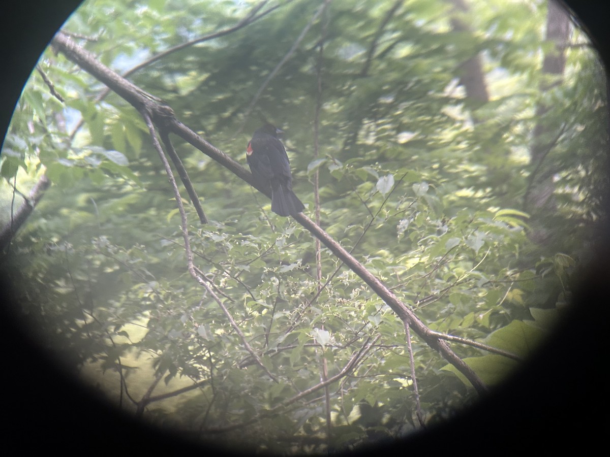 Red-winged Blackbird - Mathew Sumner