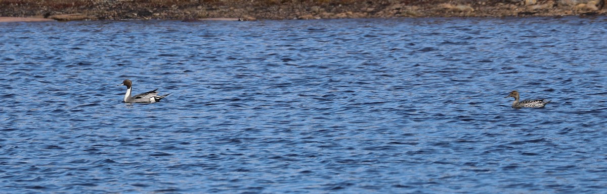 Northern Pintail - Denis Corbeil