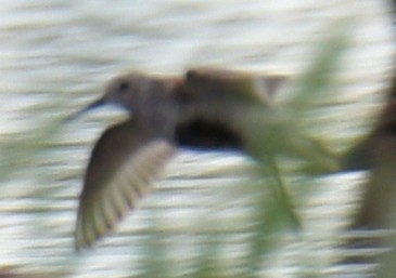 Dunlin - France Carbonneau