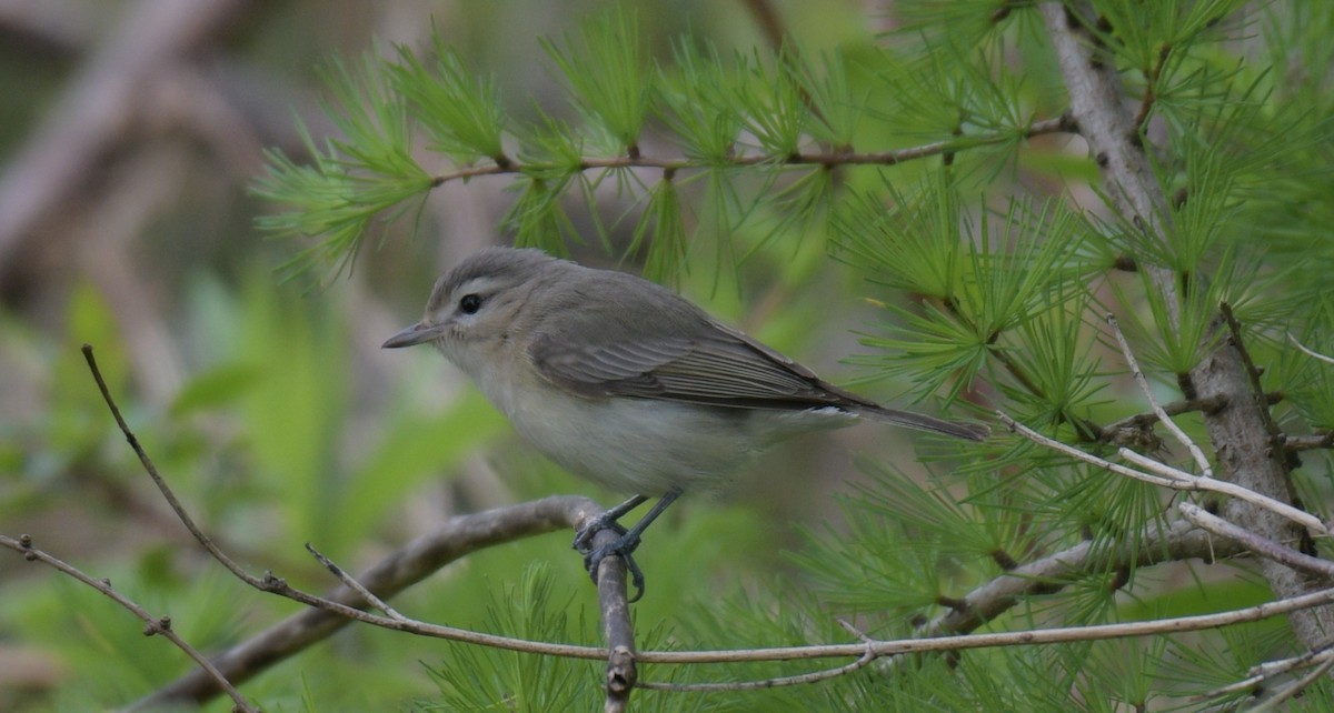 Warbling Vireo - France Carbonneau