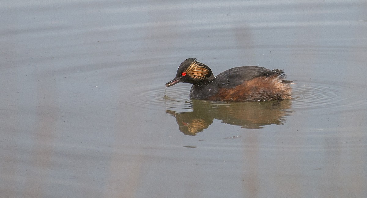 Eared Grebe - Theo de Clermont