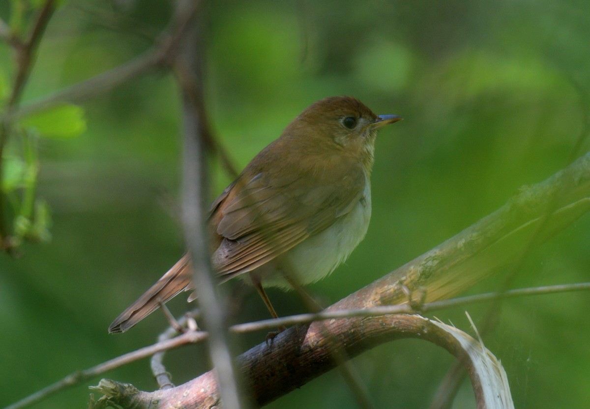 Veery - France Carbonneau