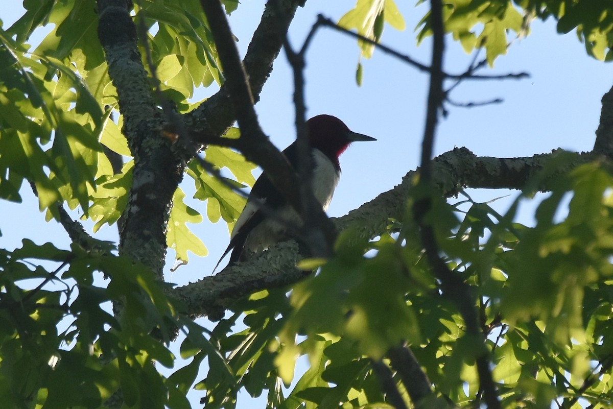 Red-headed Woodpecker - Michael Schall
