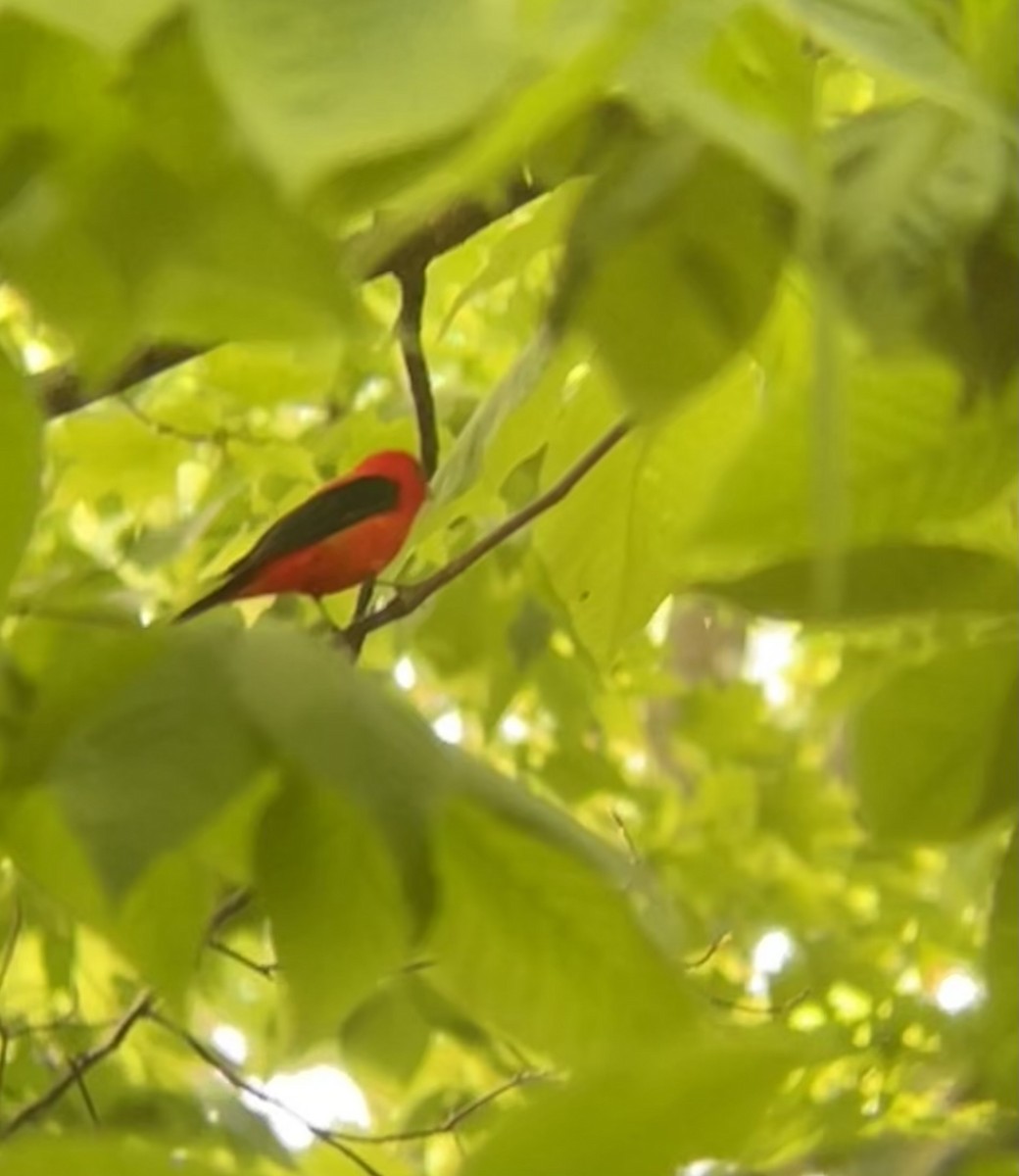 Scarlet Tanager - Kristalyn Kearsey