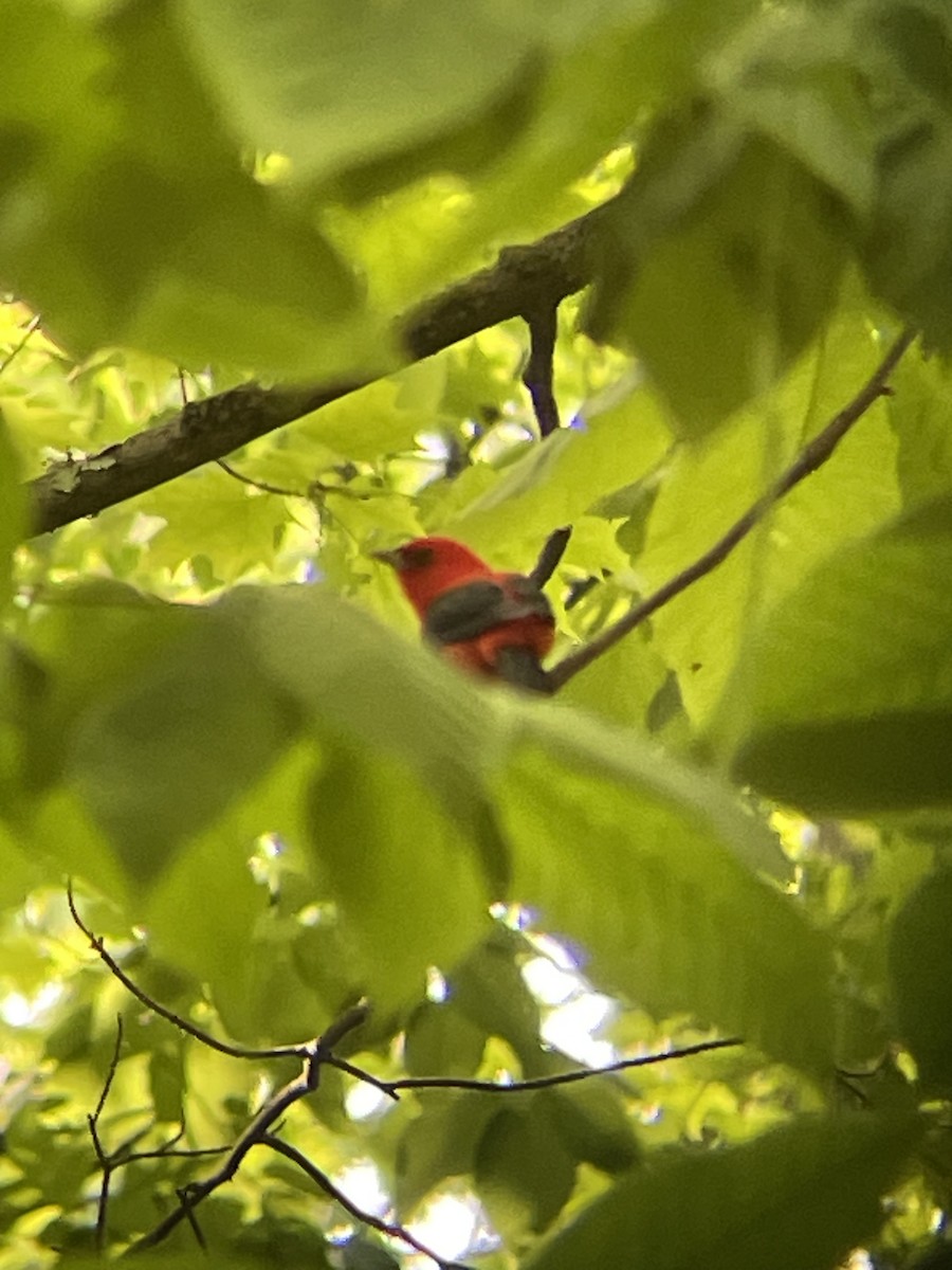 Scarlet Tanager - Kristalyn Kearsey