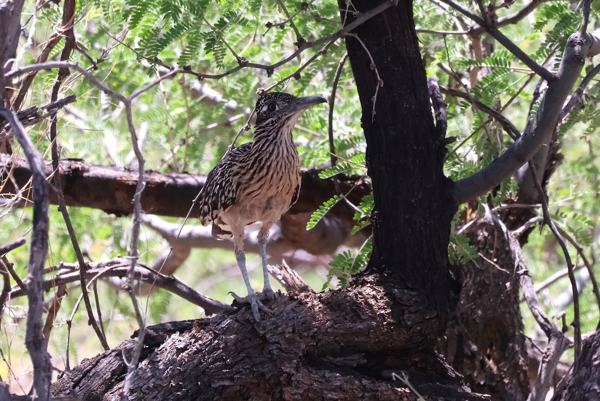 Greater Roadrunner - Tricia Vesely