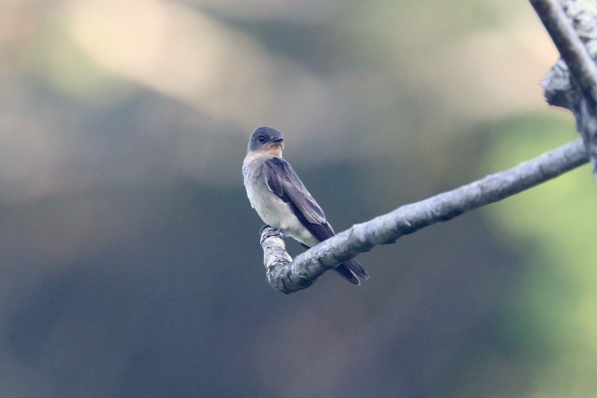Southern Rough-winged Swallow - ML619586056