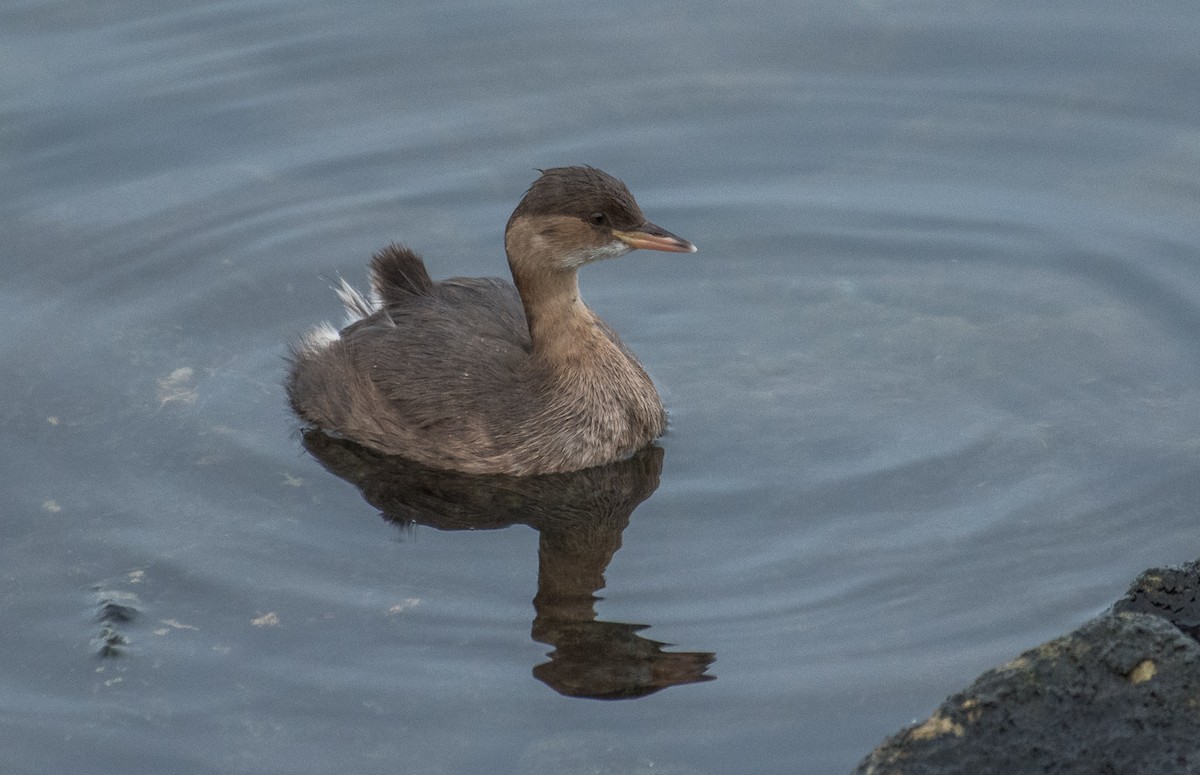 Little Grebe - Theo de Clermont