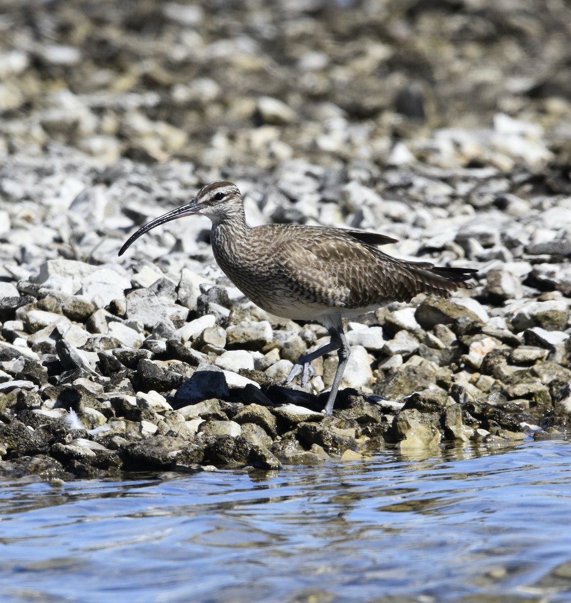 Whimbrel - Pam Grassmick