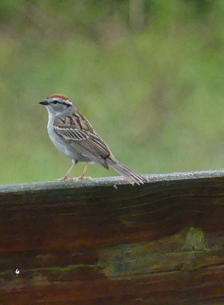 Chipping Sparrow - amy pickering