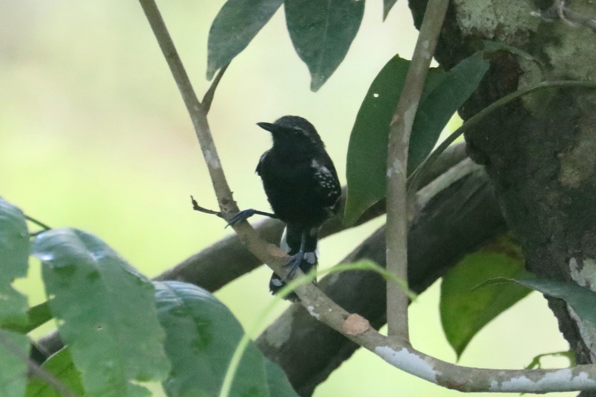 Southern White-fringed Antwren - Stephen Gast