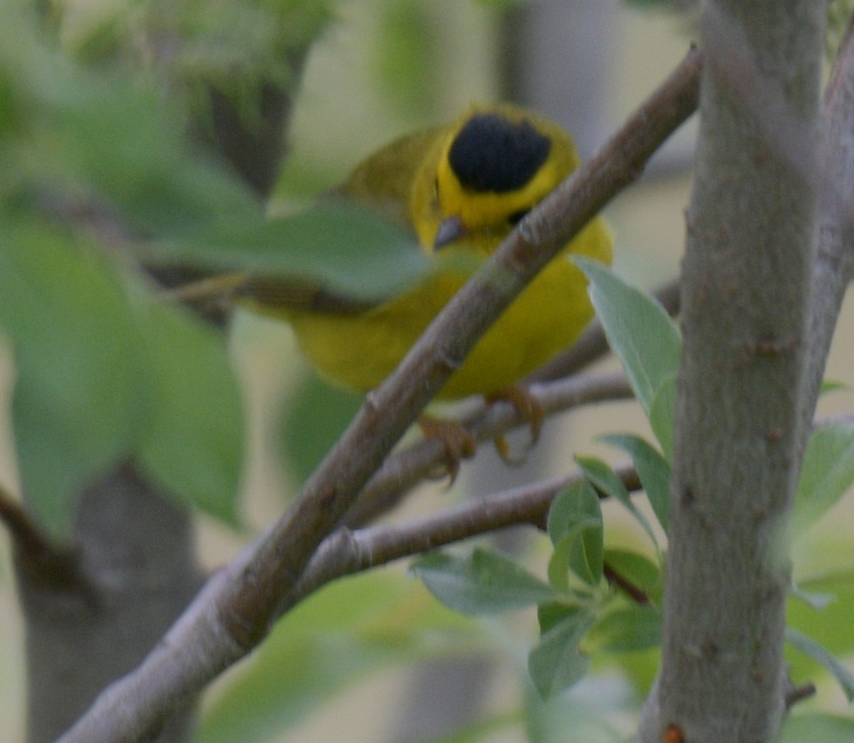 Wilson's Warbler - France Carbonneau