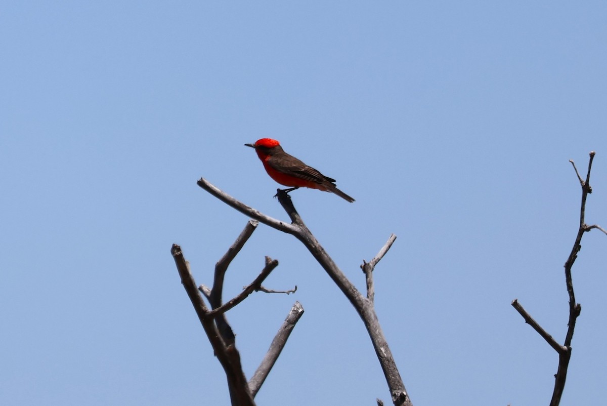 Vermilion Flycatcher - Tricia Vesely