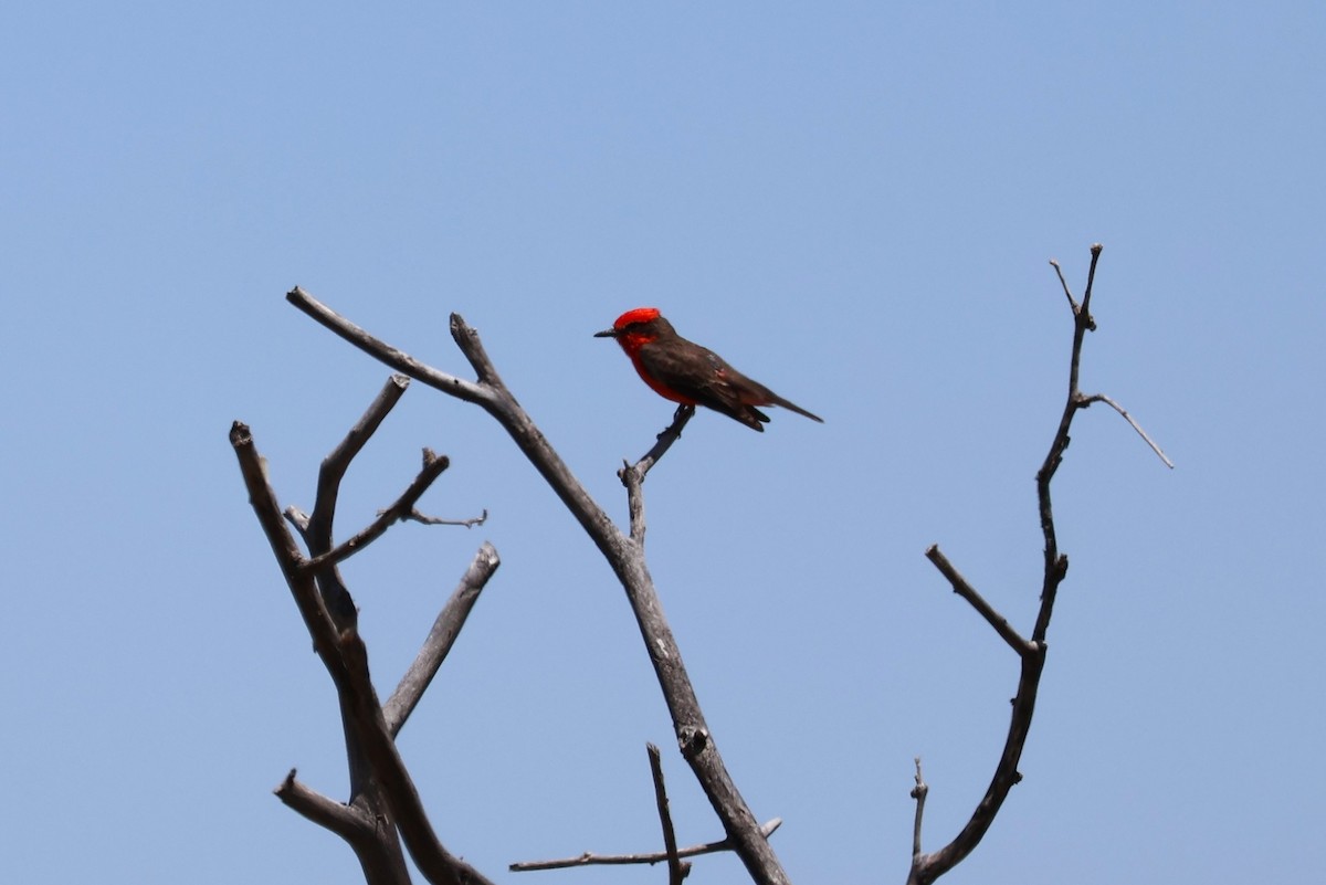 Vermilion Flycatcher - Tricia Vesely