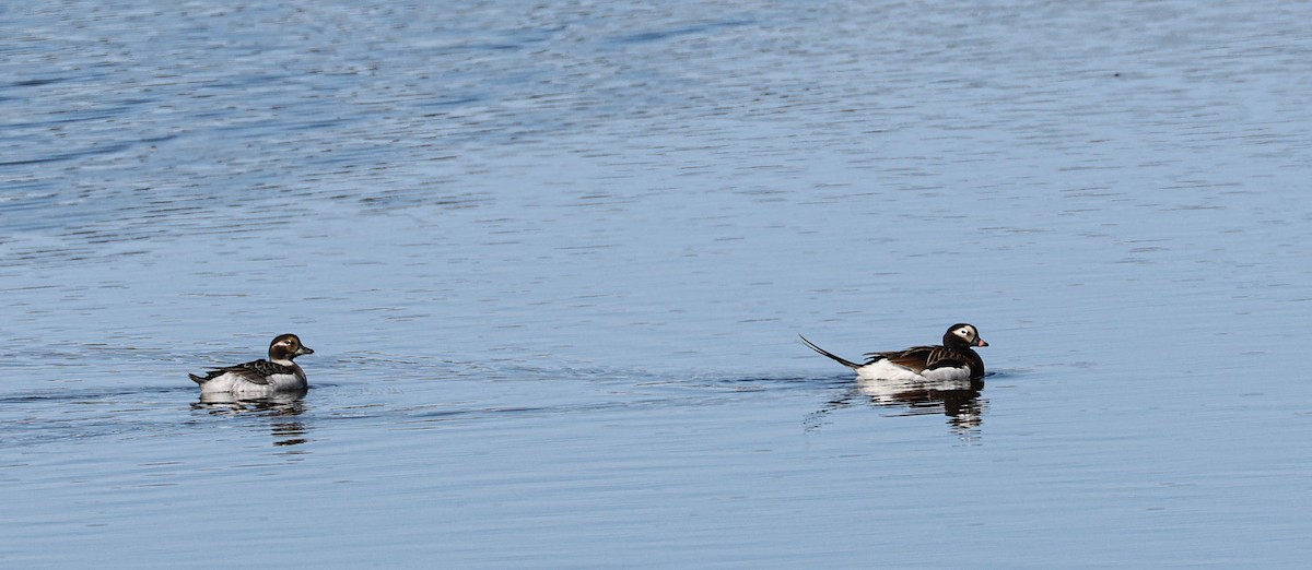 Long-tailed Duck - Denis Corbeil