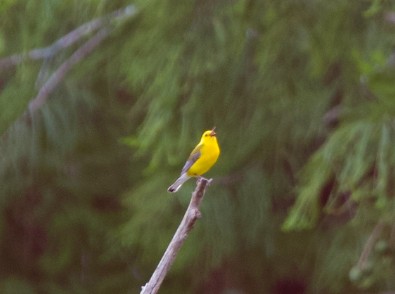 Prothonotary Warbler - Wen Li