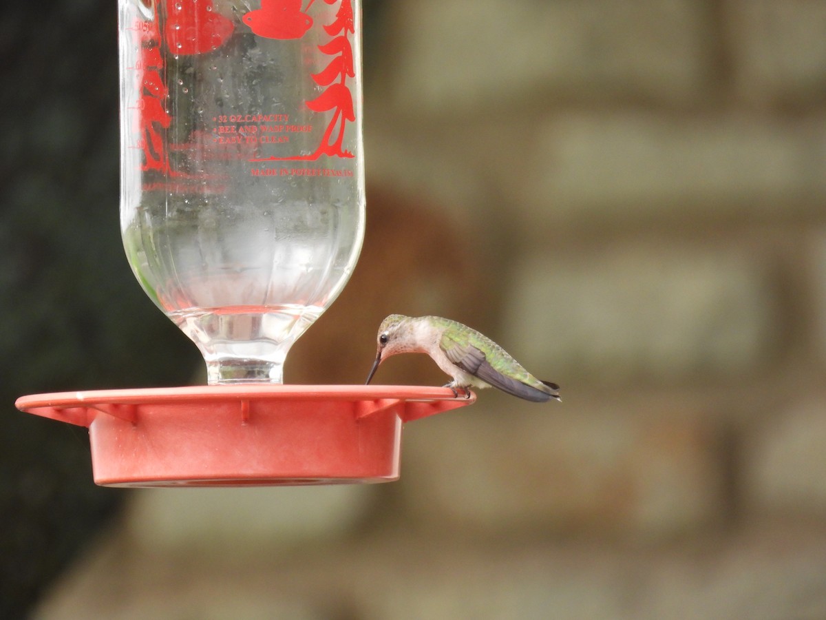 Black-chinned Hummingbird - Mary K Gardner