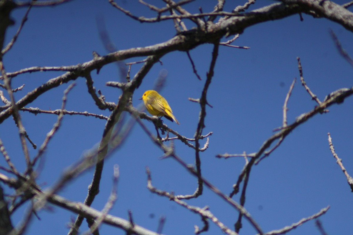 Yellow Warbler - ML619586103