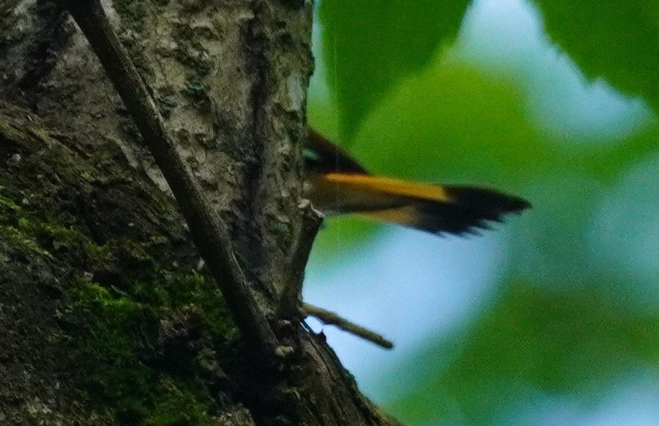 American Redstart - John McCallister