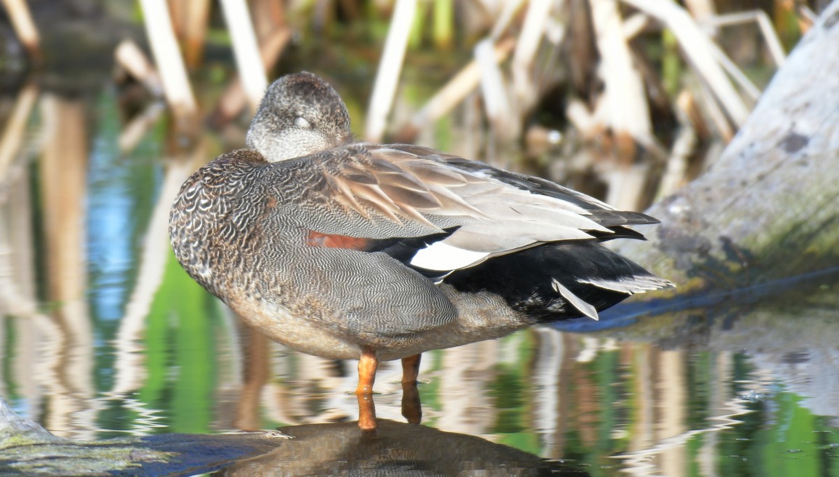 Gadwall - France Carbonneau