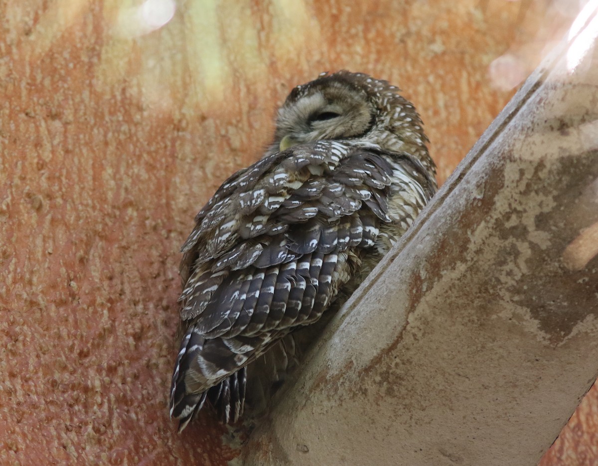 Spotted Owl - Jorge Montejo