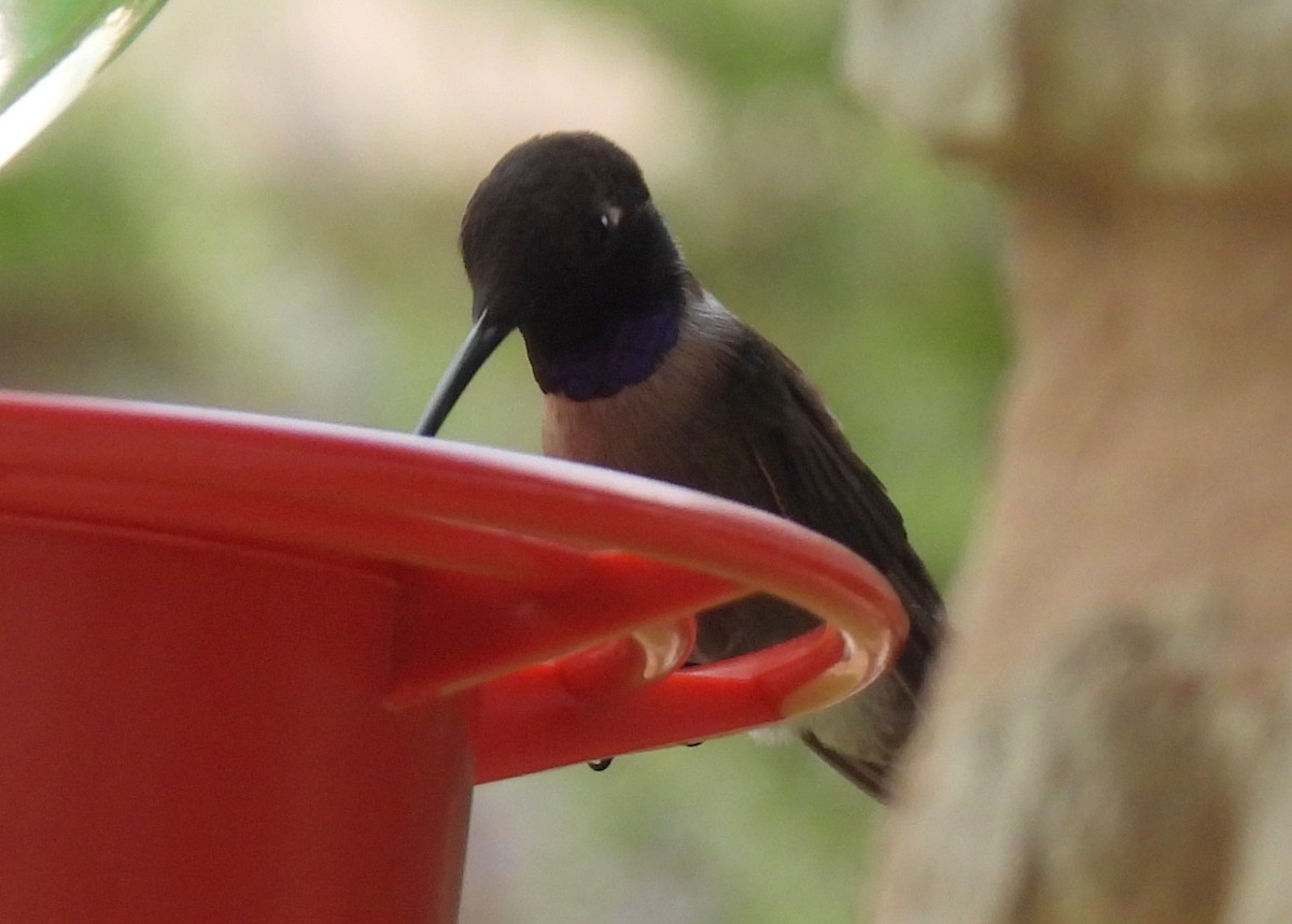 Black-chinned Hummingbird - Mary K Gardner