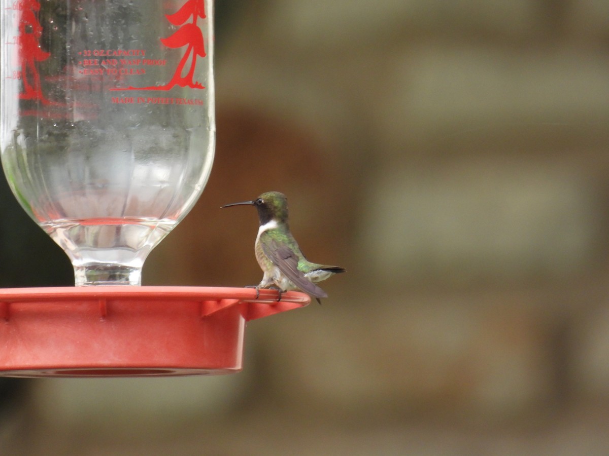 Black-chinned Hummingbird - Mary K Gardner