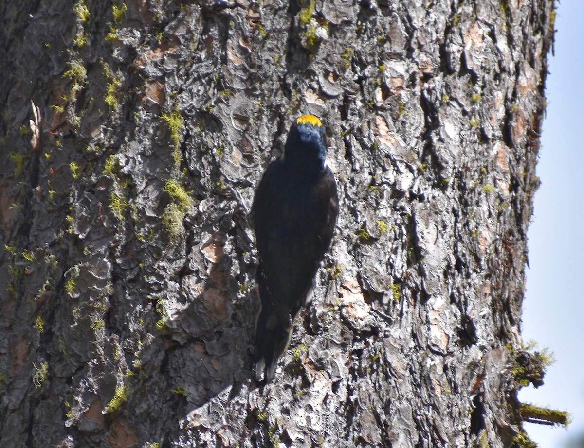 Black-backed Woodpecker - ML619586123