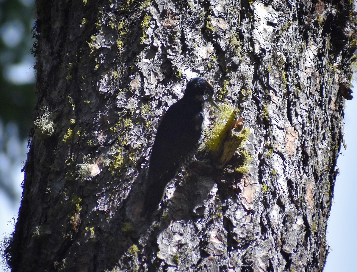 Black-backed Woodpecker - Philip Aguiar