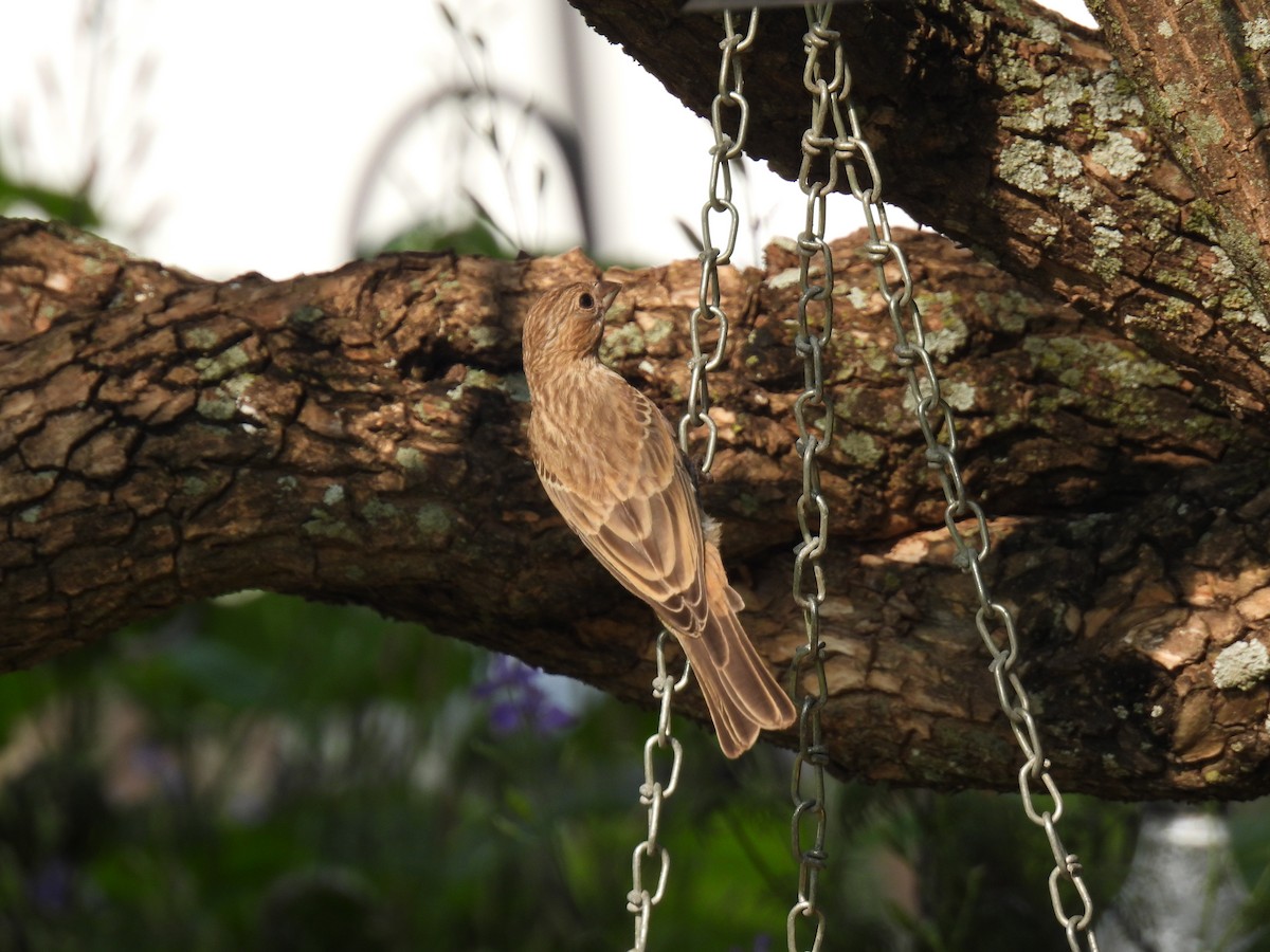 House Finch - Mary K Gardner