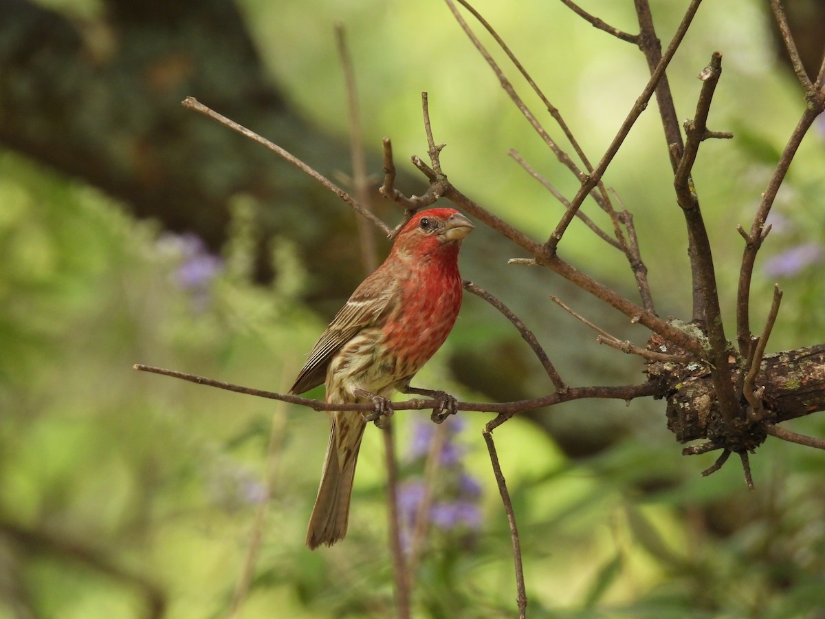 House Finch - Mary K Gardner