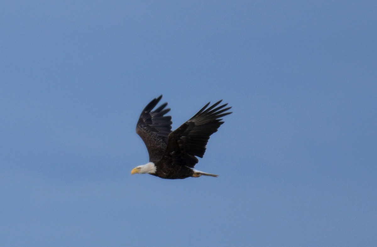 Bald Eagle - France Carbonneau